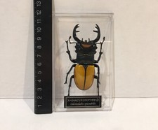 Deagostini 1:1 Odontolabis Spectabilis Male Stag Beetle Insect Figure