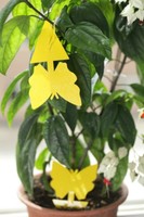 Fruit Fly Trap Yellow Sticky Traps For Indoor Plants Dual Sided Glue For Smal... on sale Fruit Fly Trap Yellow Sticky Traps For Indoor Plants Dual Sided Glue For Smal... on sale