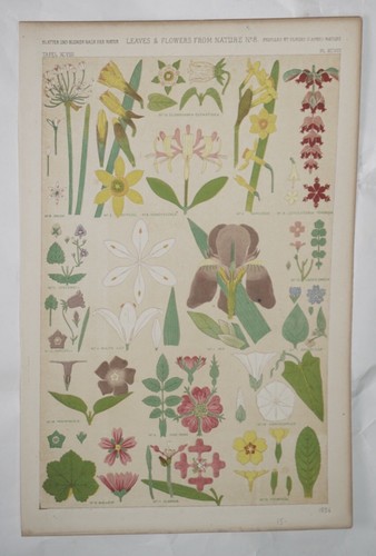Antique European Leaves and Flowers Table Chart Colored Lithograph (13.25”x9”)