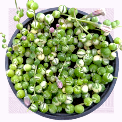 Variegated String of Pearls Senecio rowleyanus Succulent Plant | eBay