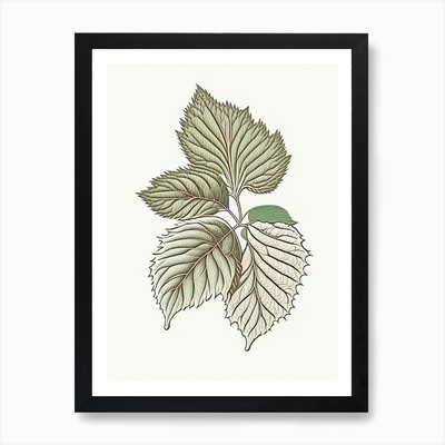 Himbeerblatt Kraut William Morris gerahmtes Wandbild Poster Leinwanddruck Bild