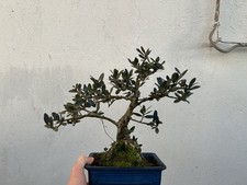 Bonsai di Olivastro h 40cm Nebari 11 Cm