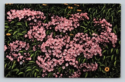 Vintage Mountain Laurel Asheville NC Linen Postcard Land of the Sky Flowers