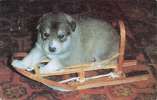 Alaskan Husky Pup Burnt Paw Tok Alaska