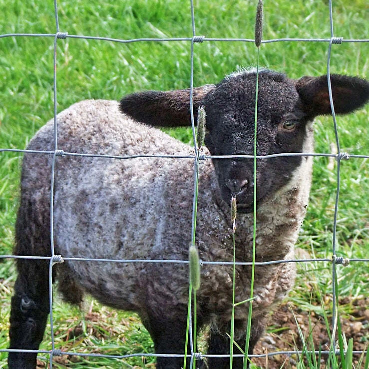 Wildzaun Gatter Forstzaun Weidezaun Maschendraht Knotengeflecht Drahtzaun - Bild 4 von 4