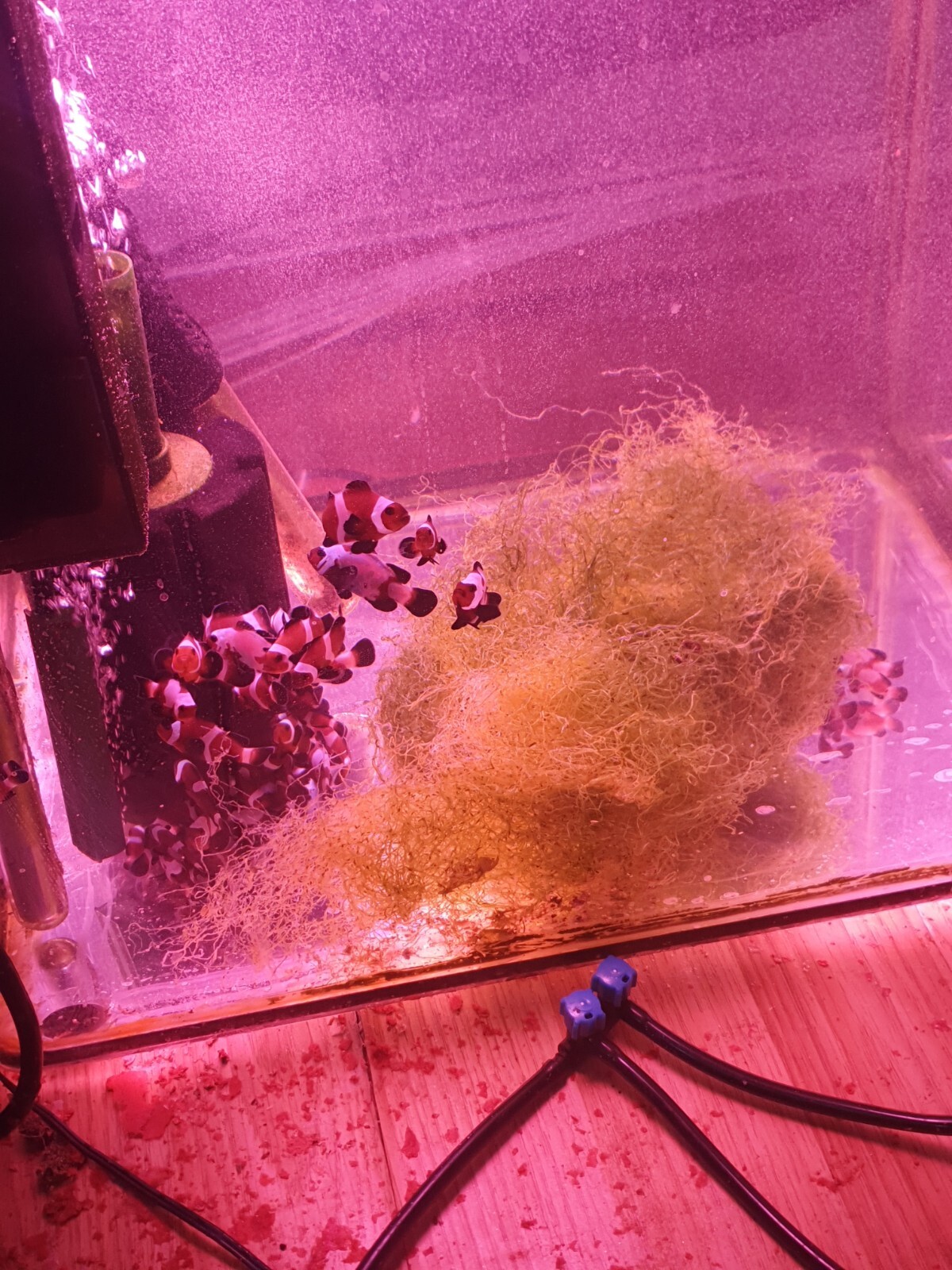 platinum black snowflakes clownfish ( marine saltwater fish) eBay