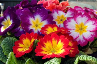 Rot Gelb Lila Primel Frühlingsblumen Primula vulgaris Foto Bild