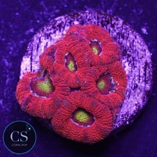 CS CS SUPREME MICROMUSSA - WYSIWYG LIVE CORAL