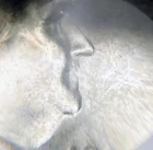 1955 Franklin Half Dollar Bugs Bunny 50 Cents 50C UNC Uncirculated 90% Silver