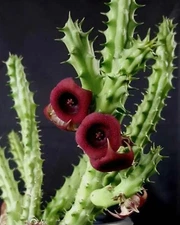 Huernia Schneideriana Red Dragon 9+ Succulent Plants Bare Root Cuttings NO pot