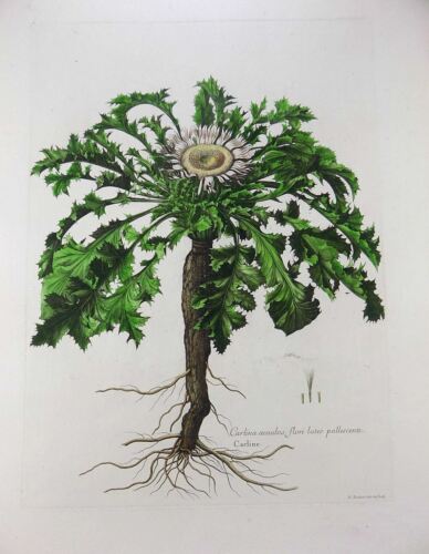 1720 Carlene Distel, Nicholas Robert (b1610), 54cm, Botanik, Rarissimum - Afbeelding 1 van 6