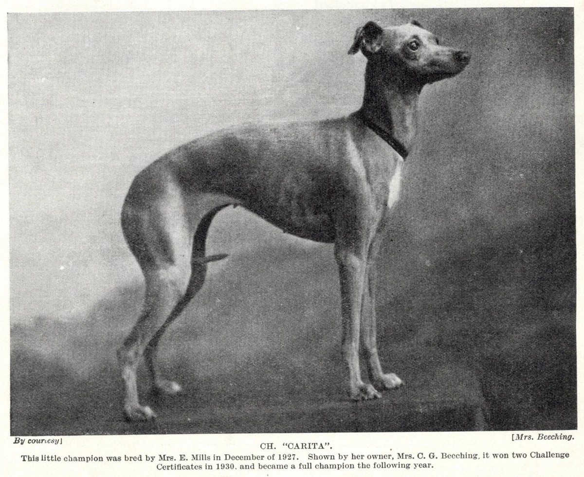 Italian Greyhound Collectibles for sale | eBay