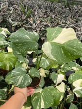 Monstera Thai Constellation - Variegated Live Indoor Houseplant – Easy