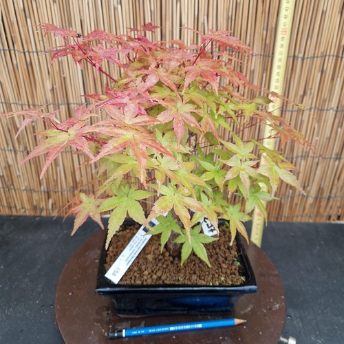 Bonsai di Acero Deshojo h 35cm Visita il mio negozio! - Foto 2 di 10