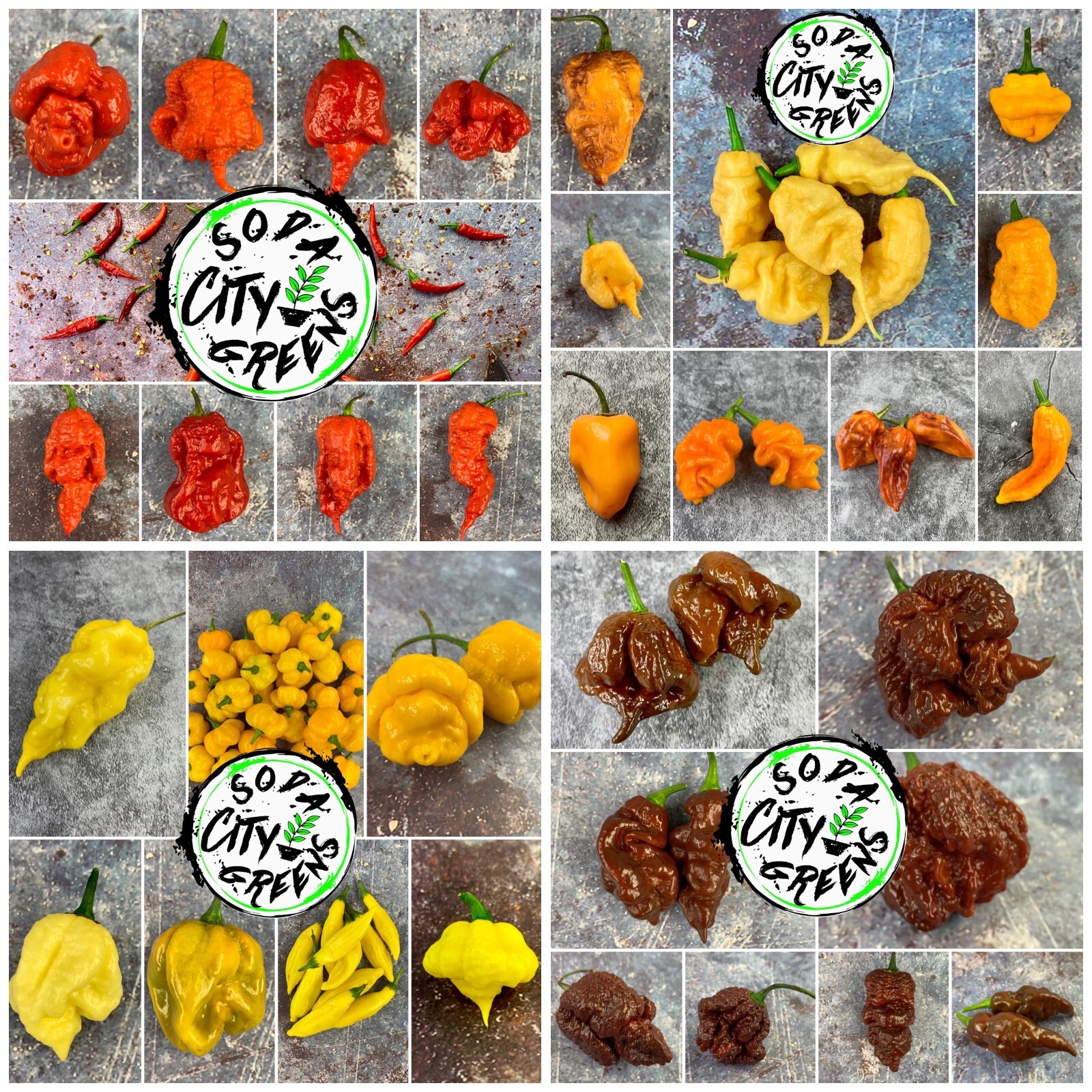 Coolapeno (Heatless Jalapeno) Pepper Seeds 10+ SHIPS FREE! eBay