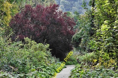 Photo A3 Ilam Park: Tree lined path by the River Manifold  c2021