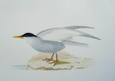 c1870 Antique Print THE WHISKERED TERN History of British Birds by F.O. Morris