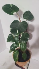 Rare Philodendron White Knight In 6in Pot With Moss Pole 