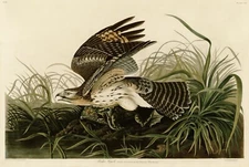 No.71 Winter Hawk Audubon Print Repro Havell Edition Double Elephant Folio