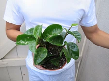 Hoya Carnosa Krinkle 8 - Wax plant 