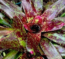 Bromeliad Neoregalia-Mango Tango- Red White Spots. Very Large Plant 40  