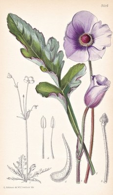 Anemone Glauciifolia Blume Botanik flower botany lithograph Curtis 9114