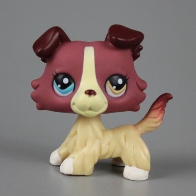 lps collie different eyes
