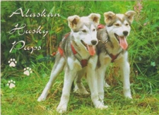 Oversize Postcard-Alaskan Husky Puppy Dogs