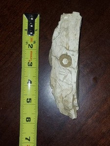Chrinoid Fossil in Rock Matrix Specimen with Circular Impression, Approx. 6"x 1"