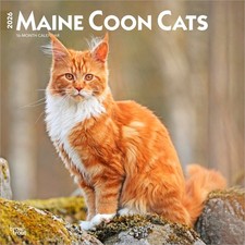 Calendario gatti Maine Coon 2026 | quadrato 30 cm x 30 cm | 100% senza plastica