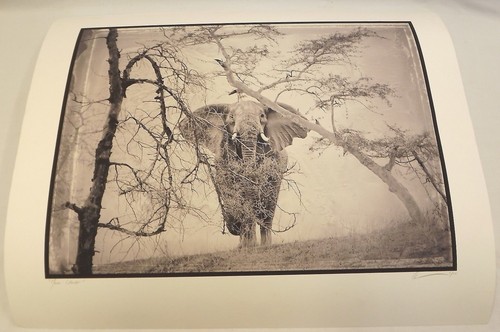 Signed Ltd. Ed. Photographic Print of an Elephant by Andy Anderson Picture Photo - 第 1/7 張圖片