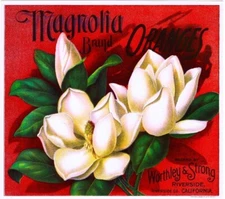 Magnolia Flowers Orange Riverside California Citrus Fruit Crate Label Art Print