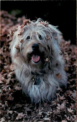 Port Washington North Shore Dog Rescue Paddle Board North Shore