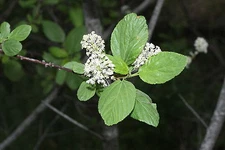 Ceanothus sanguineus REDSTEM CEANOTHUS Shrub Seeds!
