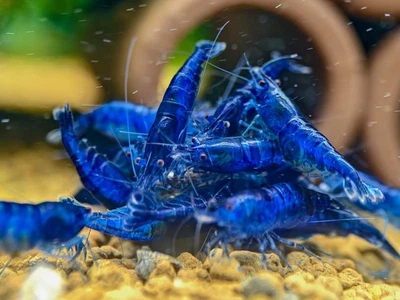 Lots 10+1 Gratuit crevettes neocaridina Blue Dream - Photo 1/3
