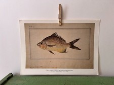 Estampado de peces tropicales Mojarra. Trucha de plata de 9,5" x 13,5". Jose Cardero