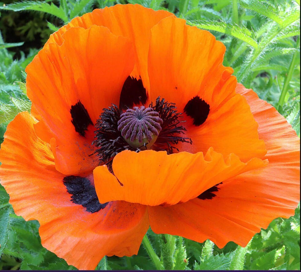 Schaefer/Miles “Poppies in Paradise” M30 Poppy Paradise Mix – Optimum Poppy Seed Company