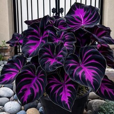 308 Hosta Seeds for Planting   Rare Perennial Shade Plants, Lush Purple