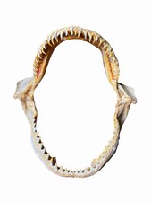 Vintage Large Bull Shark Jaws & Teeth 8” x 7” Jaw Nautical Fishing Decor