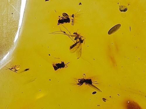 Bernsteinfossil mit mehreren Insekten Insekteneinschlüsse Einschlüsse Rohstein - Picture 4 of 8