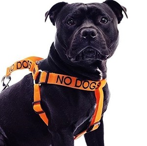 warning dog harness