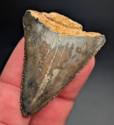 #ad #ad Gorgeous Unique Great White Shark Tooth From South Carolina $71.10