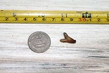 HABENARIA ROEBELENII SMALL TERRESTRIAL ORCHID TUBER