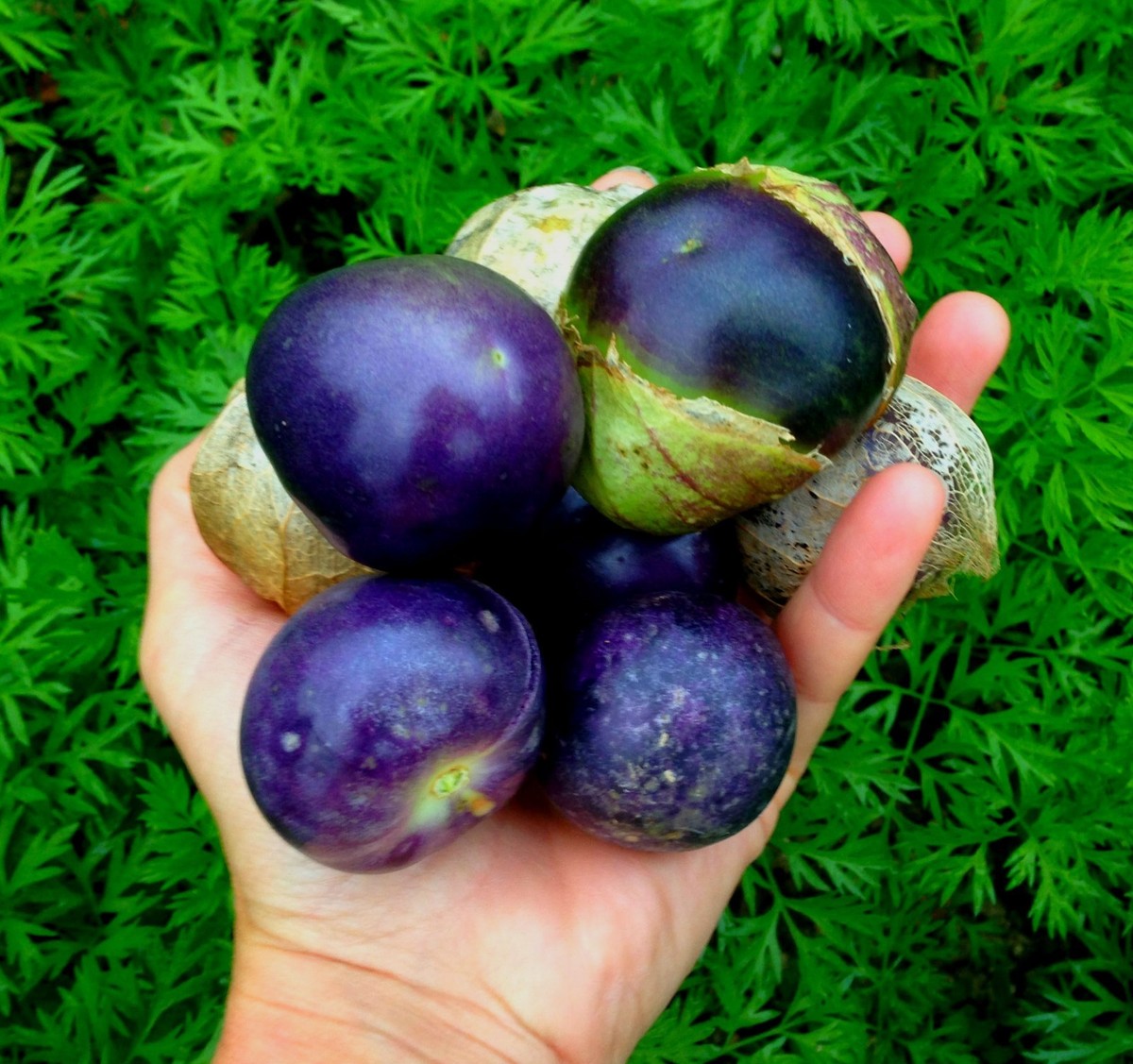 Huge Purple Tomatillo! PERFECT FOR COOKING! Combined S/H! SEE OUR STORE! |  eBay