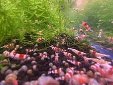 10+1 Crystal Red Shrimp PRL CRS (Mixed Grade S-SSS) - Live Guarantee - USA Stock