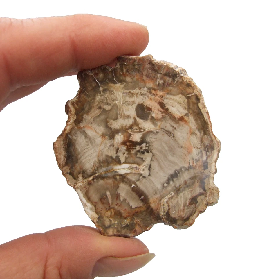 Fossil Petrified Wood Slice Madagascar Polished 5.5cm x 5cm 22g - Image 2 of 4