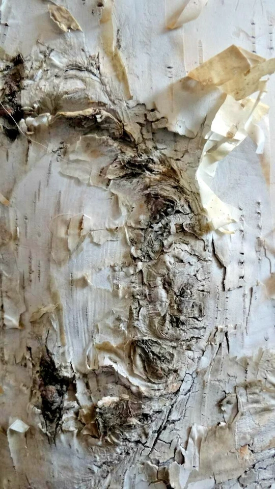 Birch Bark Candle Holder Unique Rustic Home Decor - Image 2 of 4