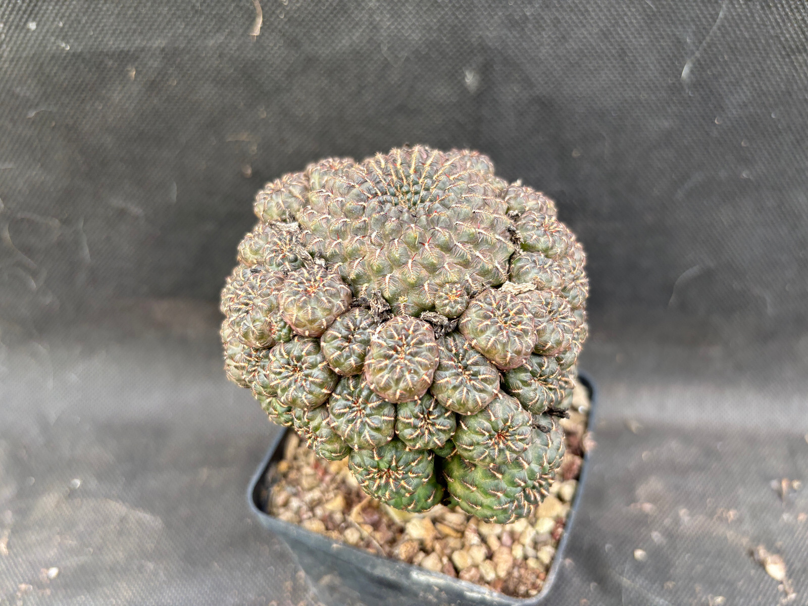 Foto 4 di 15