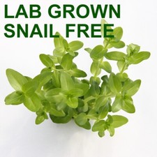 Bacopa Monnieri Moneywort Stems plant Live Aquarium beginner Plants