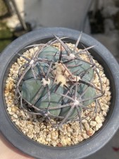 Rara pianta succulenta Echinocactus horizonthalonius coltivazione semi WYSIWG